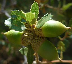Quercus sp Fruit